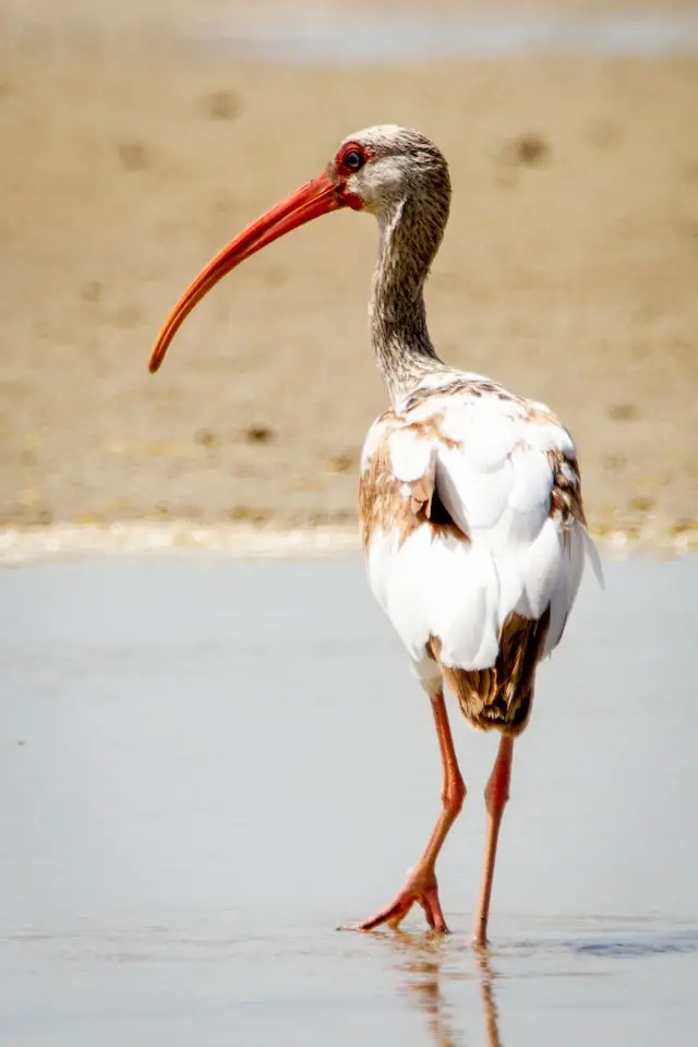 The plural of ibis is ibises or ibis